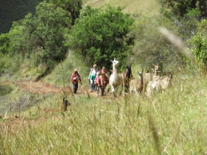 wandelen met lama's in Peru