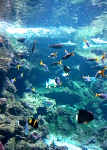 fietsen in de stad Lissabon