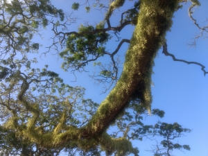 things to enjoy in Siquijor