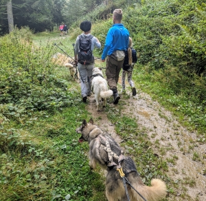 Wandelen met husky honden Frankrijk Wandelen met husky's