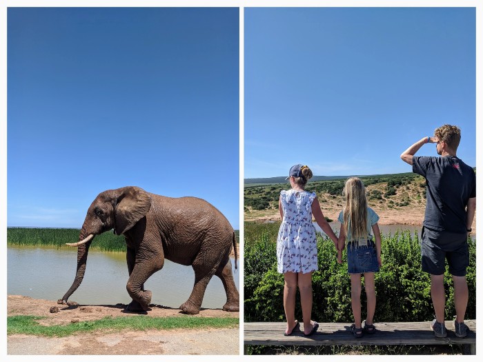 Addo Elephant Park Garden route Addo olifantenpark