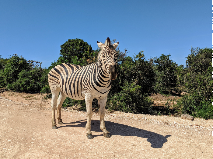 Wildlife Zuid-Afrika Zebra Zuid Afrika