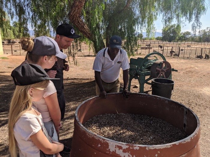 Struisvogels Zuid-Afrika Struisvogelboerderij Oudtshoorn