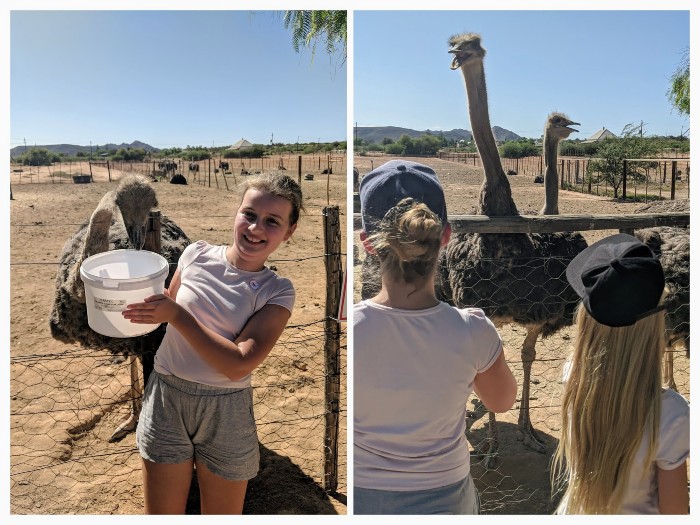 Struisvogels Oudtshoorn Struisvogels Zuid-Afrika