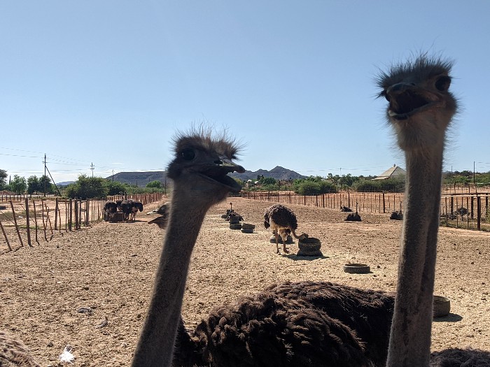 Things to do Klein Karoo Struisvogels Klein Karoo