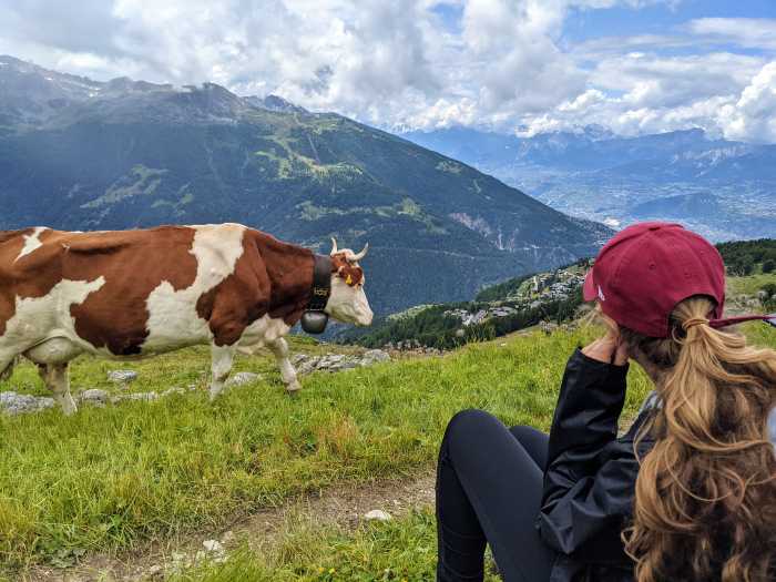 Wandelen langs koeien Zwitserland