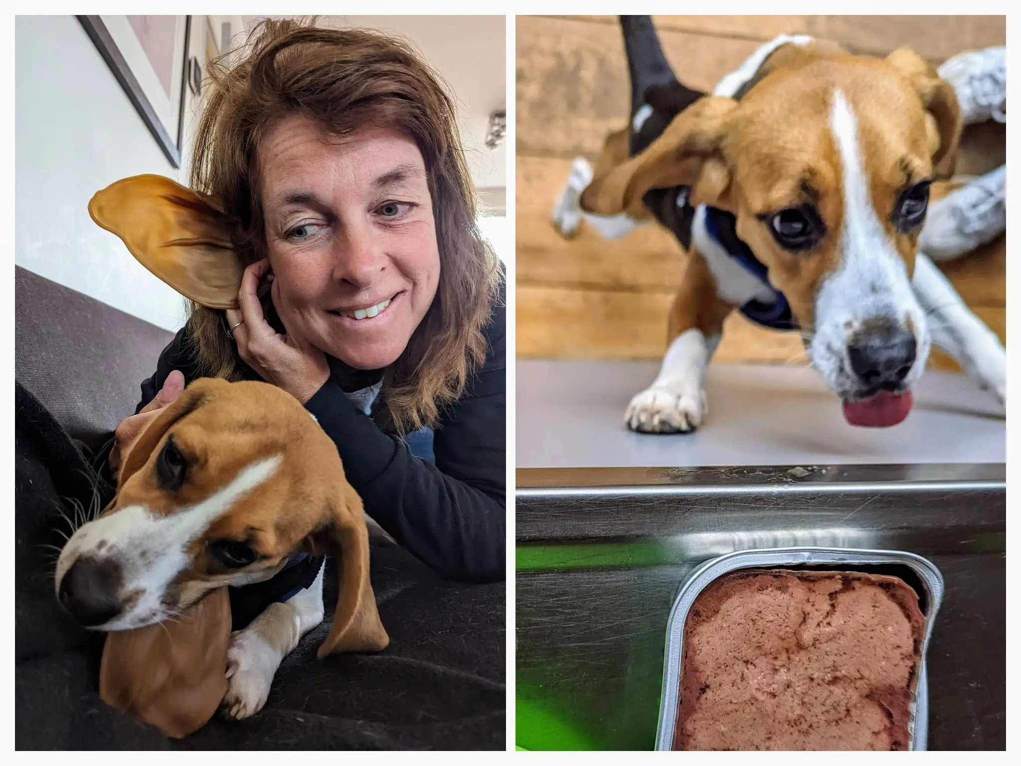 Biologisch voer voor hond