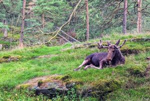 Zien en doen Kristiansand Kristiansand Dyrepark