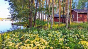 Zien en doen Saaimaa meer